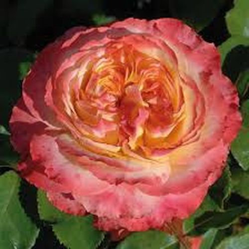 Rosen Online Shop - floribunda-grandiflora rosen  - gelb - rosa - Rosa Ros'Odile™ - diskret duftend - Dominique Massad - Die dekorativen, vollgefüllten Blüten der RosÓdile erinnern an altertümliche Rosen, aber ihre besondere Farbenwelt verleiht ihr ein mo